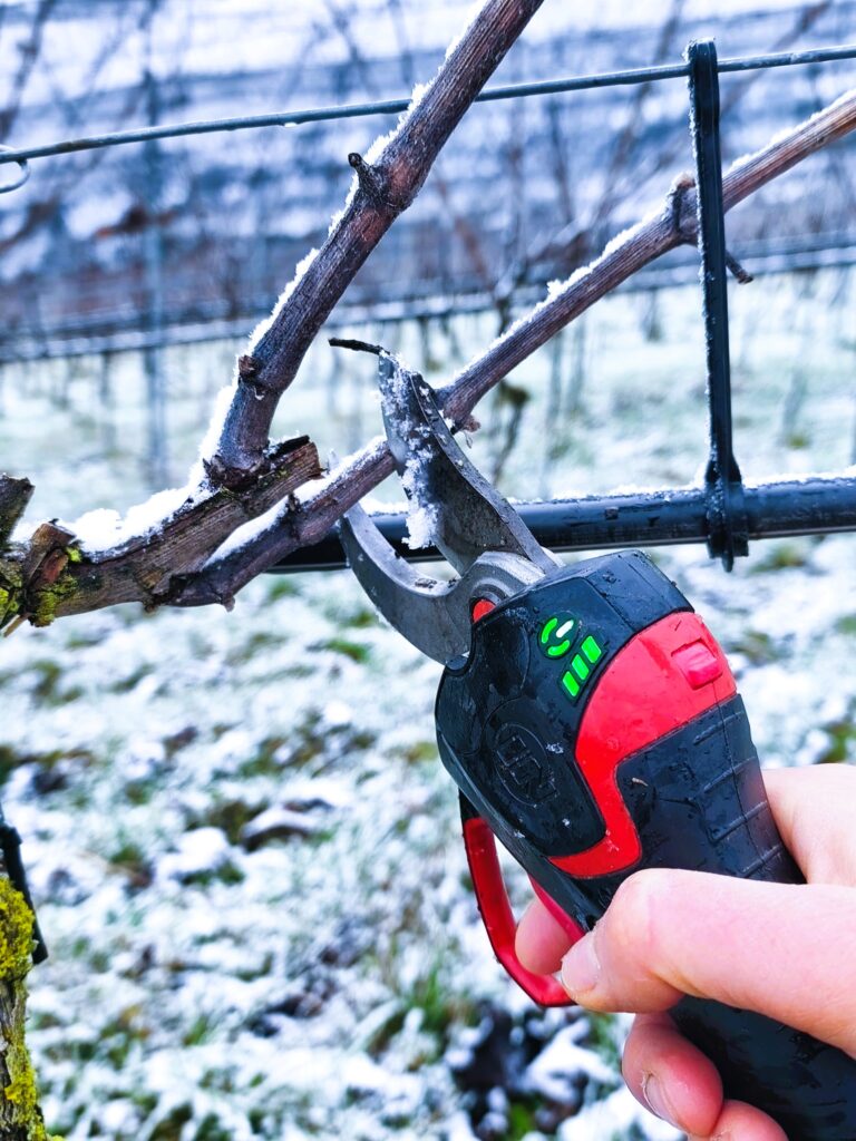 Elektrische Rebschere beim Winterschnitt im Weinberg, sanfter Rebschnitt an einem Zapfen