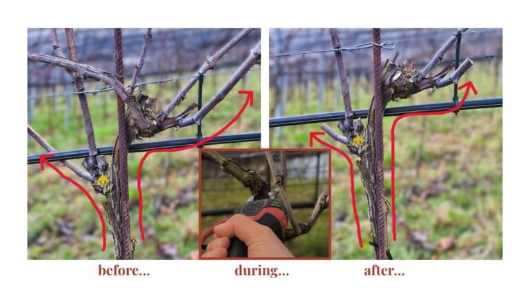 Sanfter Rebschnitt im Weinbau – gesunde Reben im Thurgau