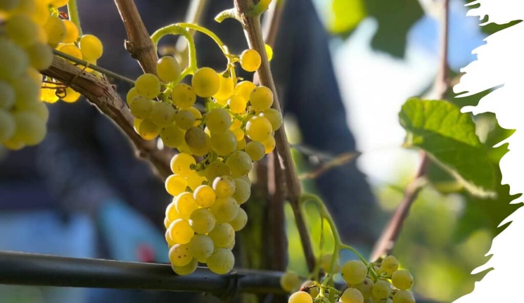 Vollreife Solaris-Traube am Rebstock im Bio-Weinberg Wingert in Nussbaumen Thurgau