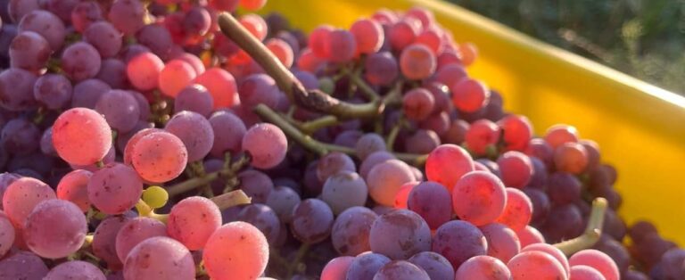 Souvignier gris Trauben bei der Weinlese – PIWI Rebsorte in der Erntekiste