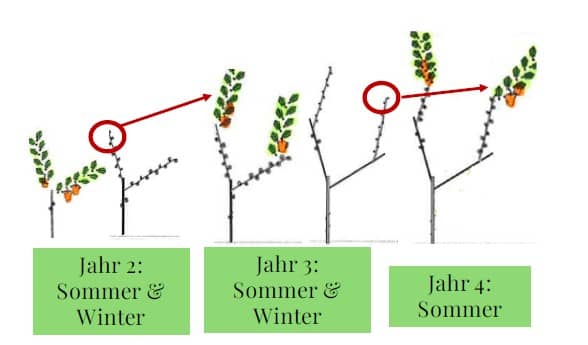 Schematische Zeichnung des natürlichen Austriebs einer Weinrebe im zweiten bis vierten Standjahr mit markierten oberen Knospen aufgrund der Apikaldominanz