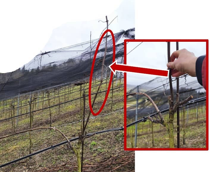 Weinrebe mit senkrechter Frostrute im Weinberg des Bio-Weinguts Wingert im Thurgau