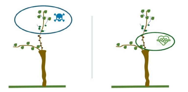 Schematische Weinrebe mit Frostrute: obere Knospen erfrieren bei Spätfrost, untere Knospen bleiben erhalten und sichern den Ertrag