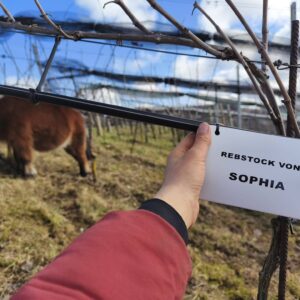 Rebstock-Pacht im Bio-Weingut Wingert mit Blick auf weitere Solaris-Rebstöcke