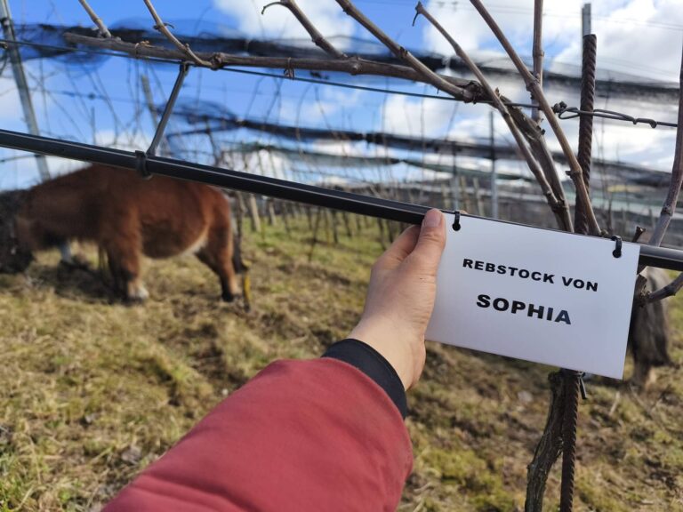 Rebstock-Pacht im Bio-Weingut Wingert mit Blick auf weitere Solaris-Rebstöcke