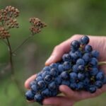 Nahaufnahme einer Cal 1-28 Bio-Weintraube in der Hand – nachhaltig angebaute Rotweintrauben vom Bio-Weingut Wingert im Thurgau, Schweiz