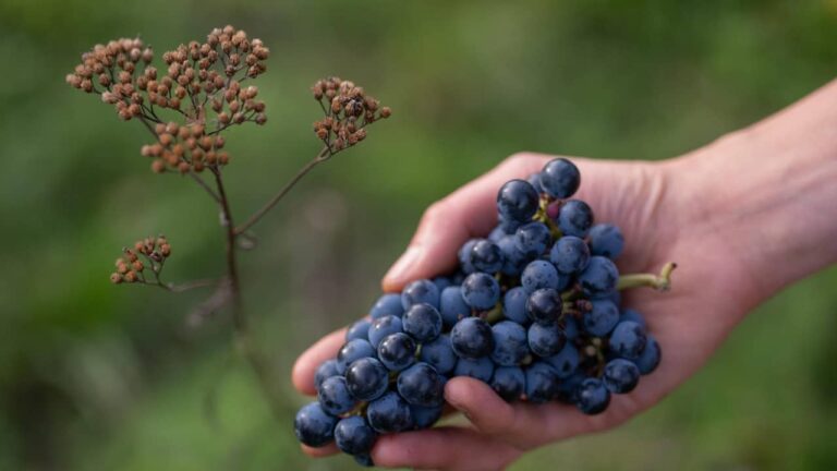 Nahaufnahme einer Cal 1-28 Bio-Weintraube in der Hand – nachhaltig angebaute Rotweintrauben vom Bio-Weingut Wingert im Thurgau, Schweiz